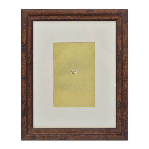 Quadro ovo