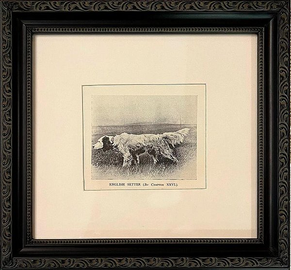 Quadro gravura antiga com moldura preta cachorro Setter
