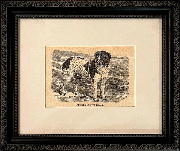 Quadro gravura antiga com moldura preta cachorro landser