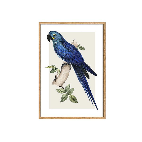 Quadro Ararinha Azul moldura em madeira