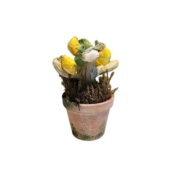 Mini topiaria limão siciliano