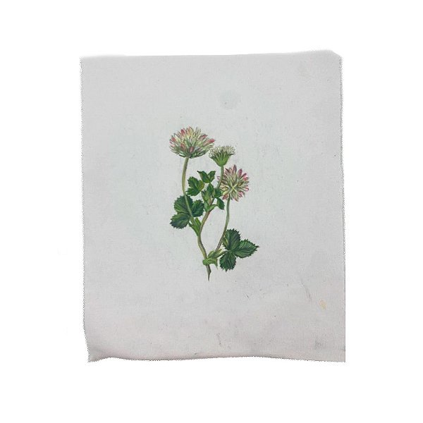 Tela pintada à mão flores rosas e brancas N7