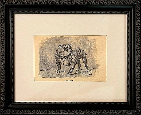 Quadro gravura antiga com moldura preta cachorro bulldog