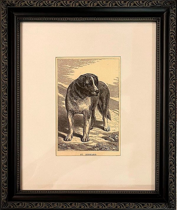 Quadro gravura antiga com moldura preta cachorro São Bernardo