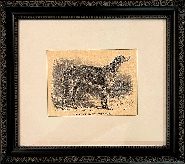 Quadro gravura antiga com moldura preta cachorro Circassian Orloff Wolfhound
