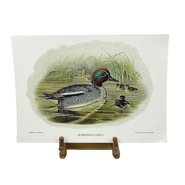 Gravura pato selvagem 1