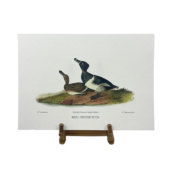 Gravura patos selvagens 2