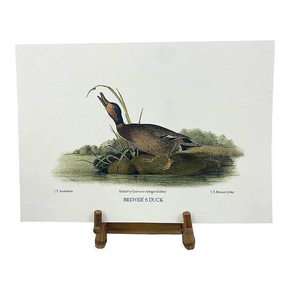 Gravura pato selvagem 3