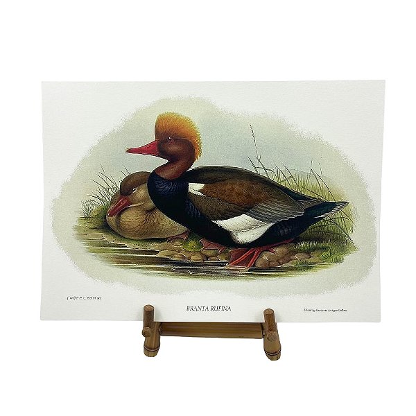 Gravura patos selvagens 4