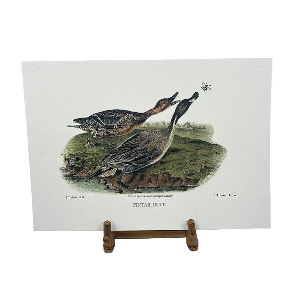 Gravura patos selvagens 6