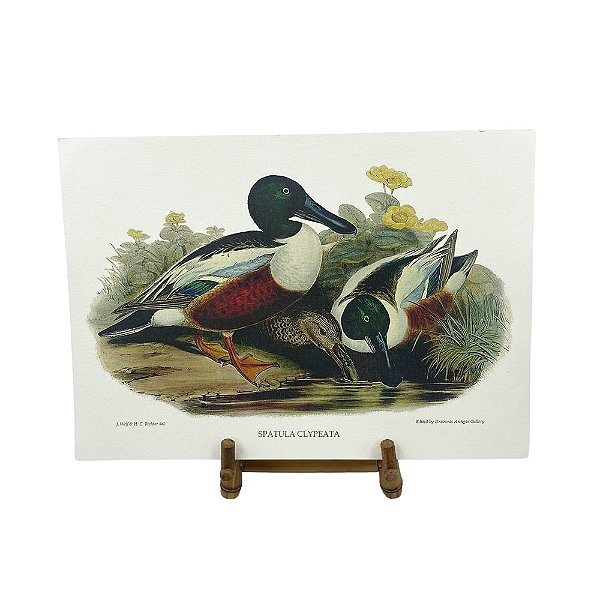 Gravura patos selvagens 7