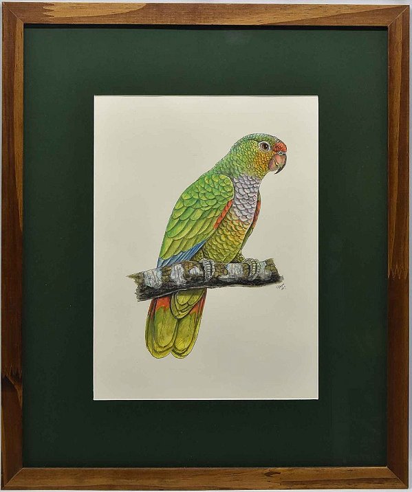 Quadro de Pássaro 3 com Passpatour verde Zanatta Casa