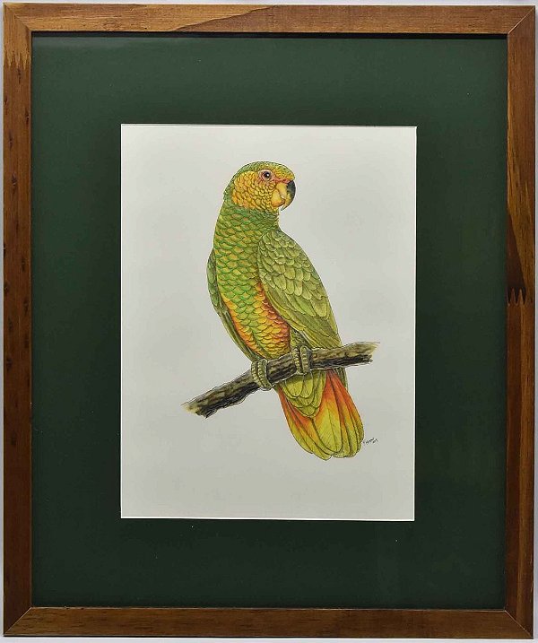 Quadro de pássaro 6 com passpatour verde Zanatta Casa