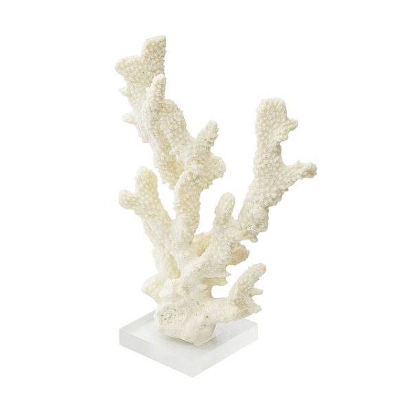 Coral Branco 2