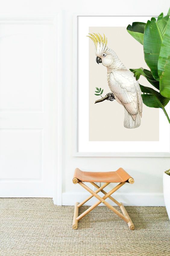 Quadro gravura cacatua 90 x 1,35cm