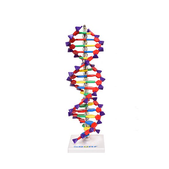 Modelo de Dupla Hélice do DNA