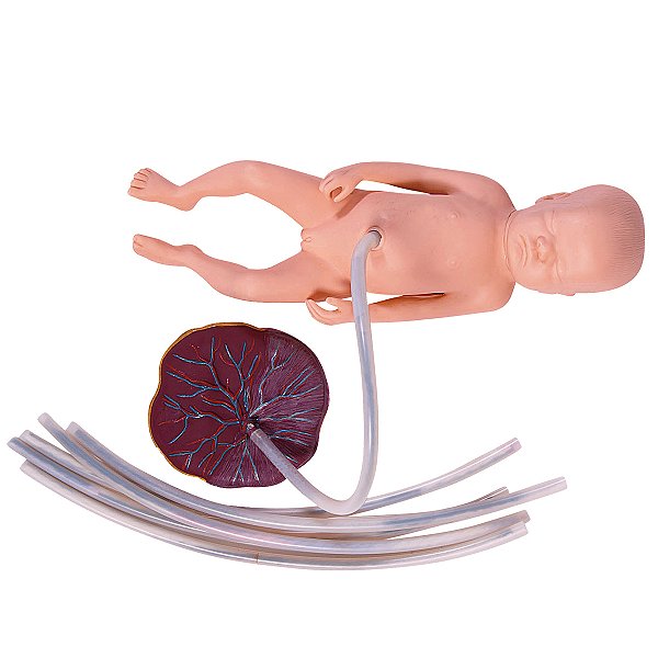 Simulatore Di Episiotomia E Sutura – Modello Di Addestramento Per Riparazione Perineale Con Supporto Regolabile - 3