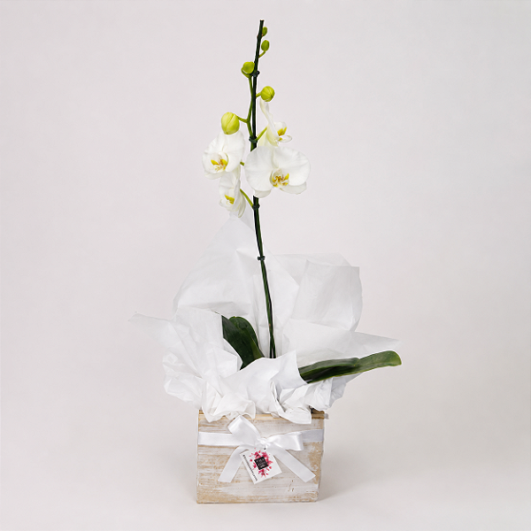 Orquídea Phalaenopsis com Cachepot de Madeira