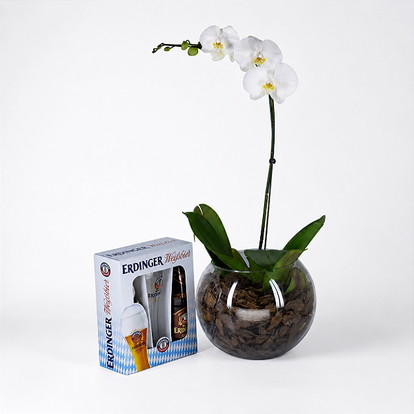 Kit Phalaenopsis com Erdinger