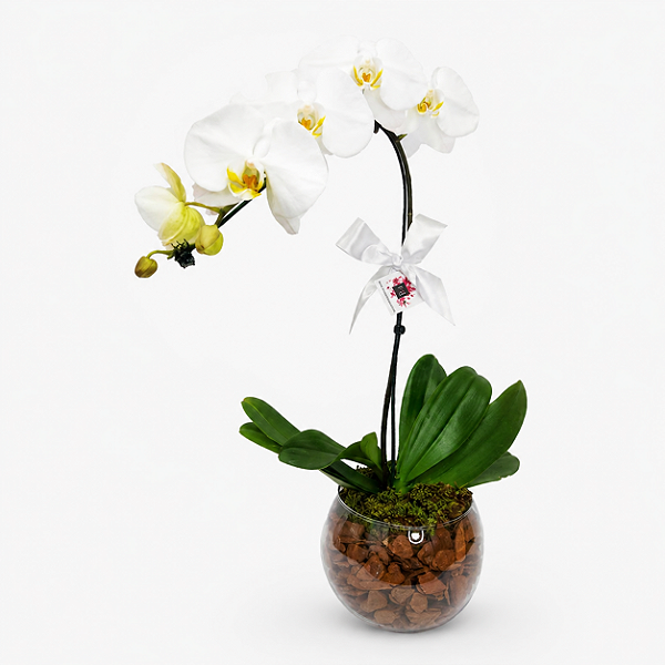 Orquídea Phalaenopsis Cascata
