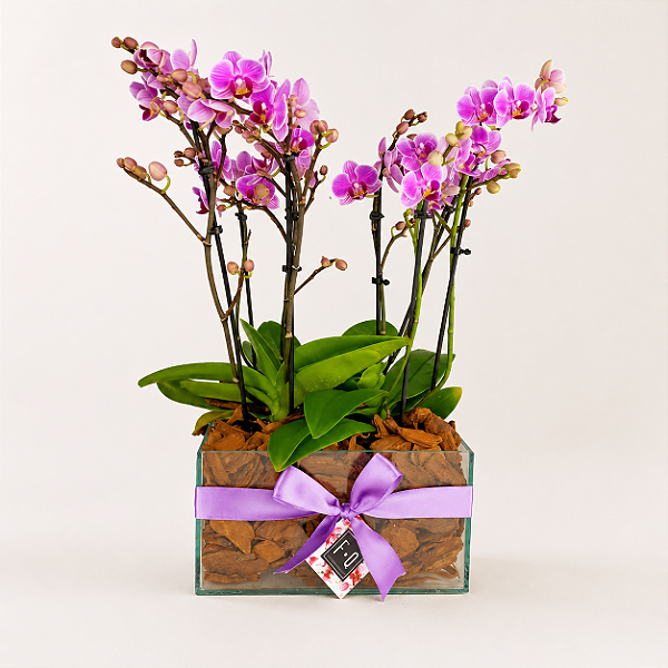Quadra de Mini Orquídeas Phalaenopsis