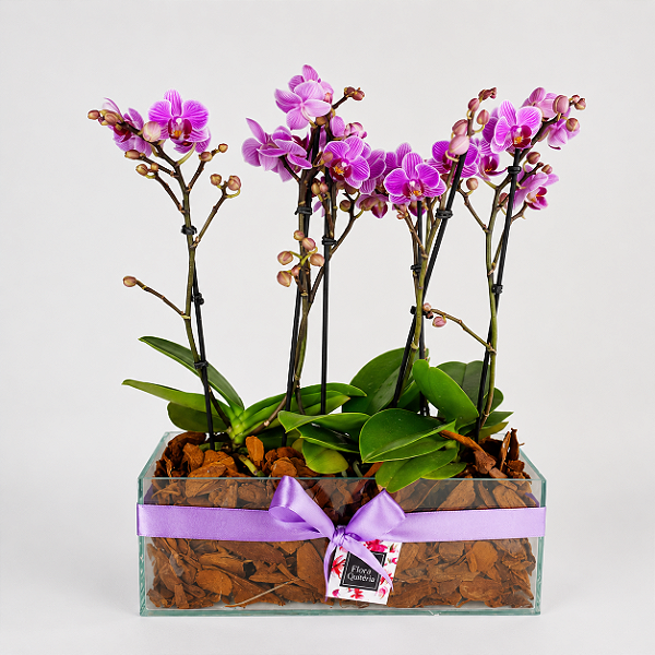 Trio de Mini Orquídeas Phalaenopsis