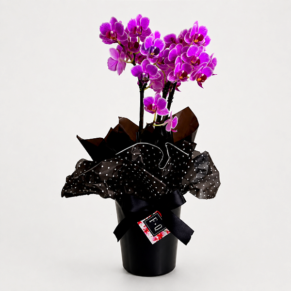 Mini Orquídea com Cachepot Preto