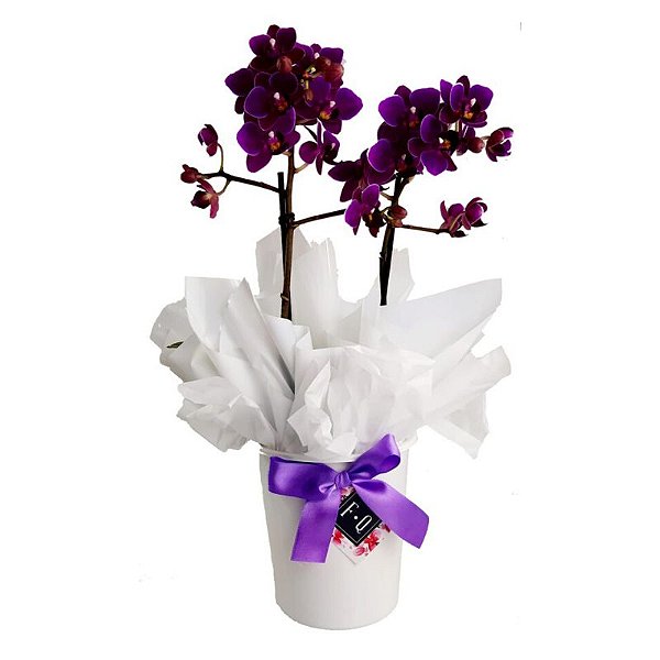 Mini Orquídea com Cachepot Branco