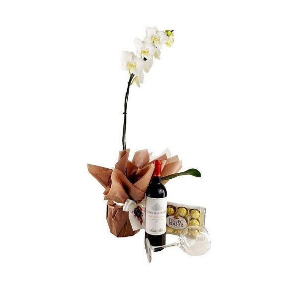Kit de Orquídea Phalaenopsis