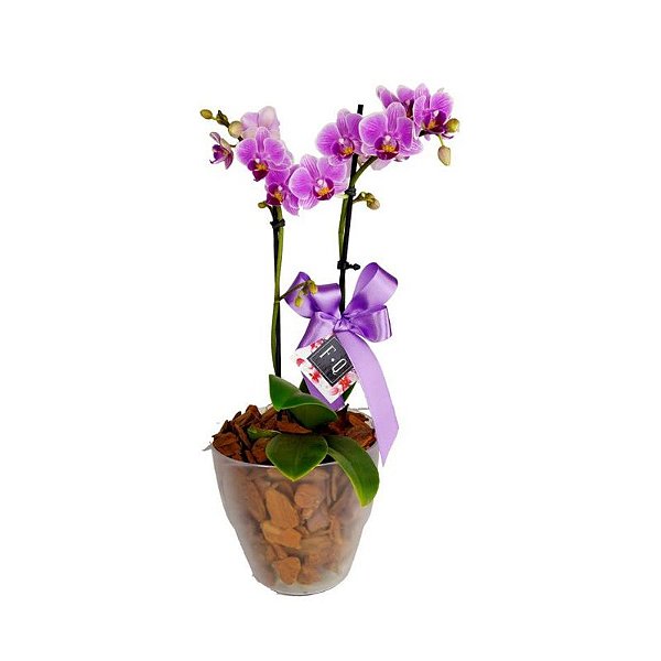 Mini Orquídea Phale