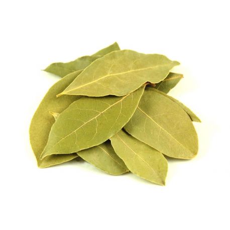 Louro em Folhas - Rei das Castanhas
