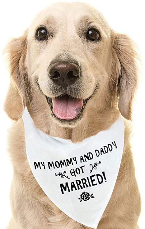 BANDANA PET - POLIESTER 12X17