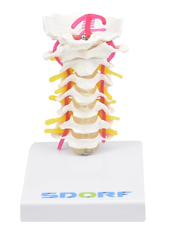 COLUNA CERVICAL