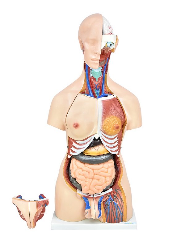 TORSO ADULTO BISSEXUAL DE 85 CM  C/ 24 PARTES