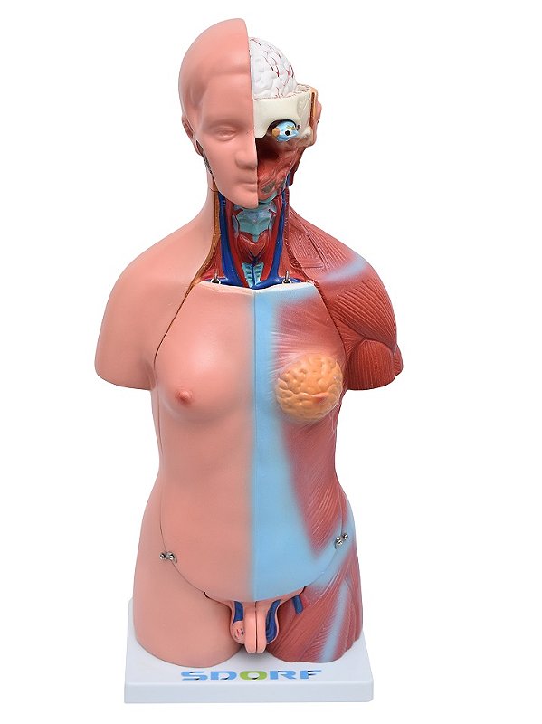 TORSO ADULTO BISSEXUAL DE 45 CM  C/ 24 PARTES