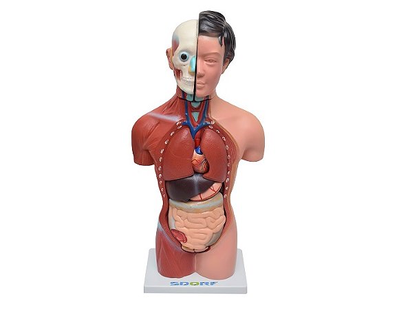 TORSO FEMINIO DE 42 CM C/ 15 PARTES