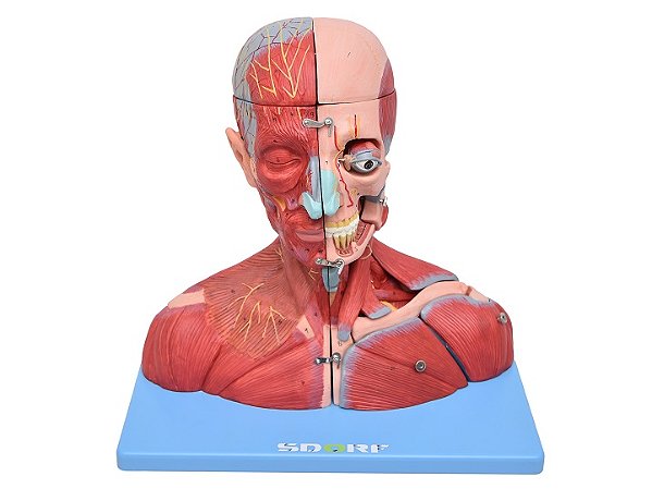 CABEÇA, PESÇOCO E PARTE DO TRONCO MUSCULADOS  EM 19 PARTES