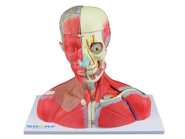 CABEÇA, PESÇOCO E PARTE DO TRONCO MUSCULADOS  EM 19 PARTES