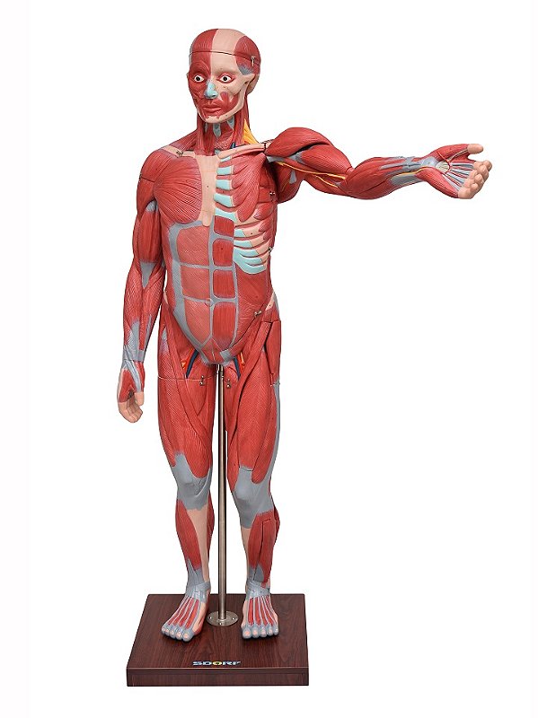 FIGURA MUSCULAR DE 1,70  C/ ÓRGÃOS INTERNOS EM 29 PARTES