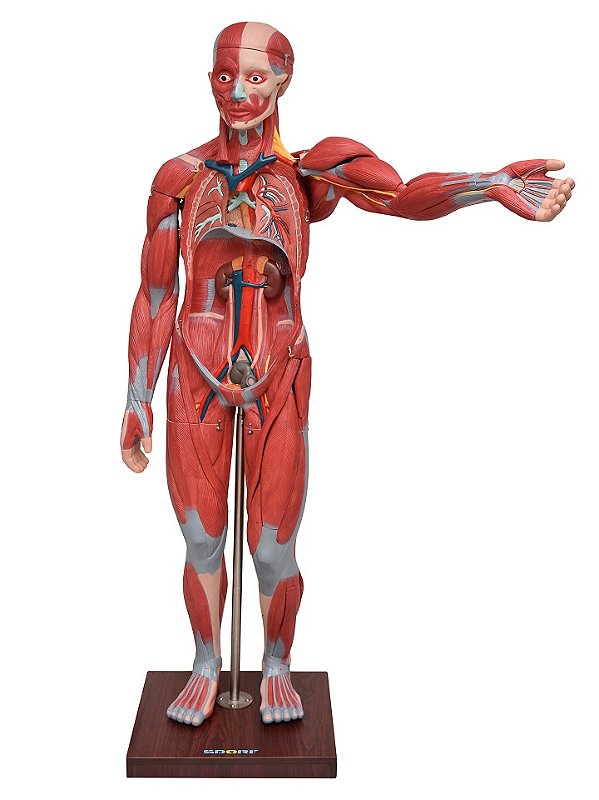 FIGURA MUSCULAR DE 1,70 EM 22 PARTES