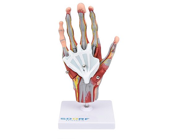 MÃO MUSCULADA EM TAMANHO REAL EM 5 PARTES