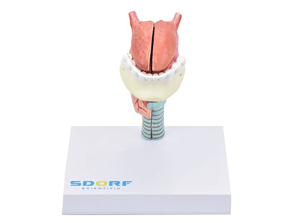 LARINGE COM LINGUA E DENTES