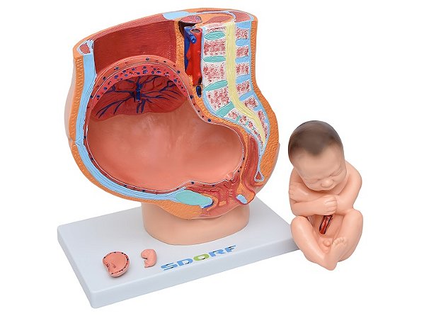 PELVIS FEMININA COM FETO EM 4 PARTES