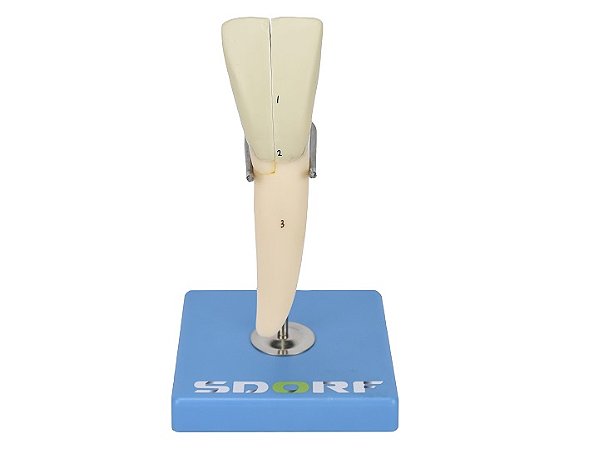 DENTE INCISIVO INFERIOR EM 2 PARTES, 8X TAMANHO REAL APROX.