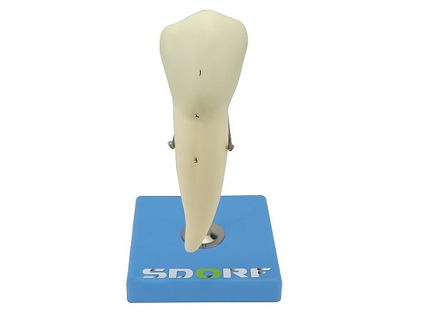 DENTE PRÉ-MOLAR INFERIOR C/ RAÍZ ÚNICA, 8X TAMANHO REAL APROX.