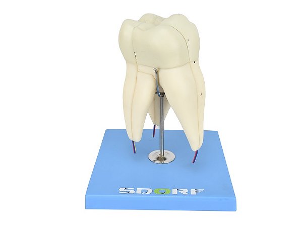 DENTE MOLAR INFERIOR C/ RAÍZ DUPLA, 8X TAMANHO REAL APROX.