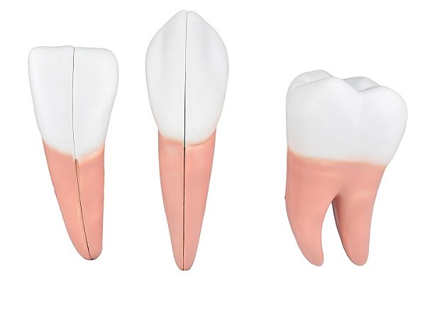 DENTES EM 6 PARTES (INCISIVO,CANINO, MOLAR)