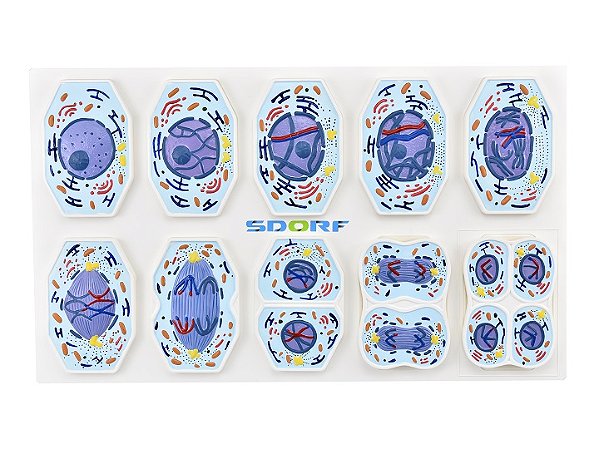 MEIOSE EM 10 PARTES