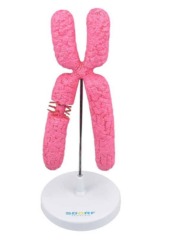 MODELO DE CROMOSSOMO