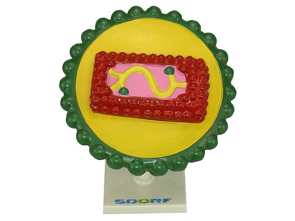MODELO DE VIRUS HIV